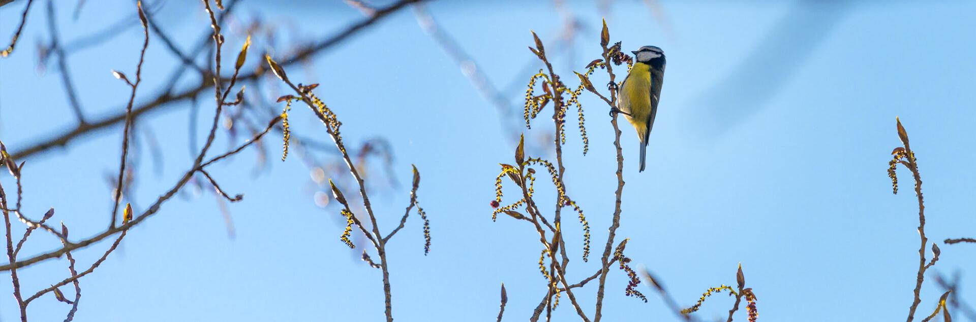 Un oiseau sur une branche d'arbre